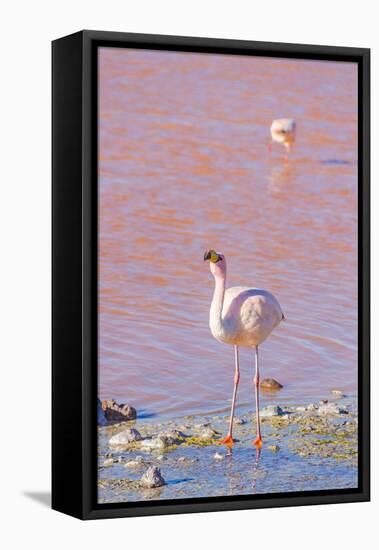 Flamingos, Laguna Colorada, Reserva Nacional De Fauna Andina Eduardo Avaroa, Los Lipez, Bolivia-Elzbieta Sekowska-Framed Stretched Canvas