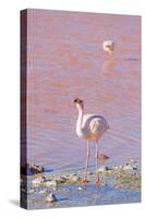 Flamingos, Laguna Colorada, Reserva Nacional De Fauna Andina Eduardo Avaroa, Los Lipez, Bolivia-Elzbieta Sekowska-Stretched Canvas