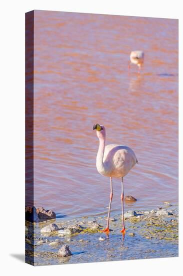 Flamingos, Laguna Colorada, Reserva Nacional De Fauna Andina Eduardo Avaroa, Los Lipez, Bolivia-Elzbieta Sekowska-Stretched Canvas