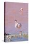 Flamingos, Laguna Colorada, Reserva Nacional De Fauna Andina Eduardo Avaroa, Los Lipez, Bolivia-Elzbieta Sekowska-Stretched Canvas