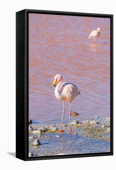 Flamingos, Laguna Colorada, Reserva Nacional De Fauna Andina Eduardo Avaroa, Los Lipez, Bolivia-Elzbieta Sekowska-Framed Stretched Canvas