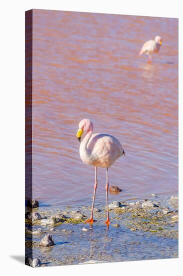 Flamingos, Laguna Colorada, Reserva Nacional De Fauna Andina Eduardo Avaroa, Los Lipez, Bolivia-Elzbieta Sekowska-Stretched Canvas
