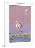 Flamingos, Laguna Colorada, Reserva Nacional De Fauna Andina Eduardo Avaroa, Los Lipez, Bolivia-Elzbieta Sekowska-Framed Photographic Print