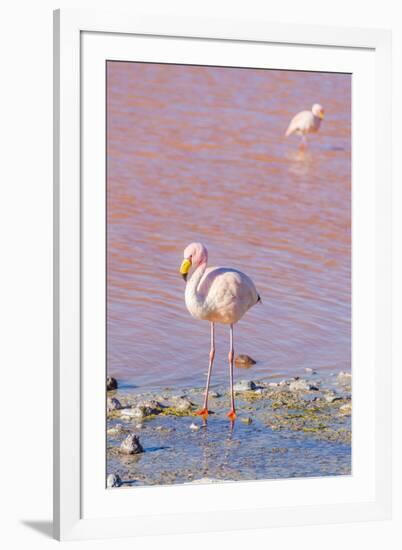 Flamingos, Laguna Colorada, Reserva Nacional De Fauna Andina Eduardo Avaroa, Los Lipez, Bolivia-Elzbieta Sekowska-Framed Photographic Print