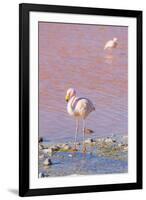 Flamingos, Laguna Colorada, Reserva Nacional De Fauna Andina Eduardo Avaroa, Los Lipez, Bolivia-Elzbieta Sekowska-Framed Photographic Print