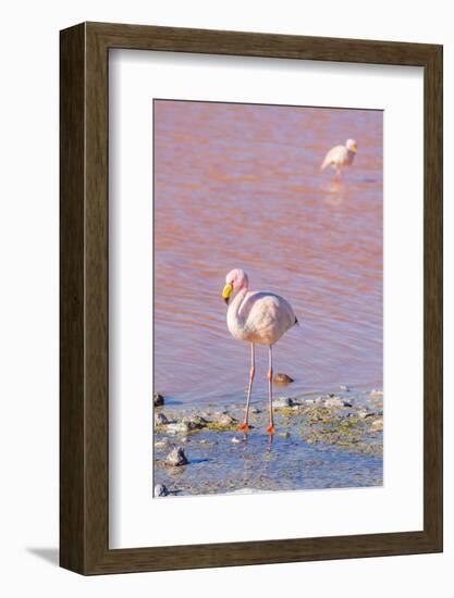 Flamingos, Laguna Colorada, Reserva Nacional De Fauna Andina Eduardo Avaroa, Los Lipez, Bolivia-Elzbieta Sekowska-Framed Photographic Print