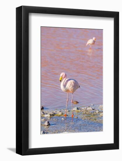 Flamingos, Laguna Colorada, Reserva Nacional De Fauna Andina Eduardo Avaroa, Los Lipez, Bolivia-Elzbieta Sekowska-Framed Photographic Print