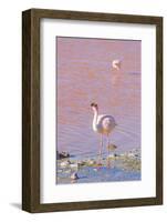 Flamingos, Laguna Colorada, Reserva Nacional De Fauna Andina Eduardo Avaroa, Los Lipez, Bolivia-Elzbieta Sekowska-Framed Photographic Print