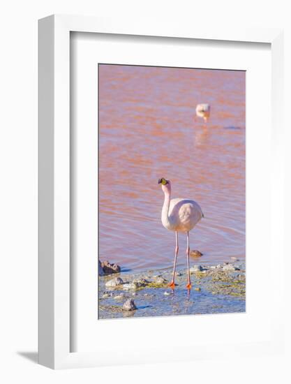Flamingos, Laguna Colorada, Reserva Nacional De Fauna Andina Eduardo Avaroa, Los Lipez, Bolivia-Elzbieta Sekowska-Framed Photographic Print