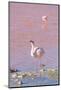 Flamingos, Laguna Colorada, Reserva Nacional De Fauna Andina Eduardo Avaroa, Los Lipez, Bolivia-Elzbieta Sekowska-Mounted Photographic Print