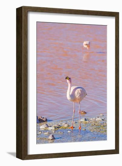 Flamingos, Laguna Colorada, Reserva Nacional De Fauna Andina Eduardo Avaroa, Los Lipez, Bolivia-Elzbieta Sekowska-Framed Photographic Print