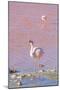 Flamingos, Laguna Colorada, Reserva Nacional De Fauna Andina Eduardo Avaroa, Los Lipez, Bolivia-Elzbieta Sekowska-Mounted Photographic Print