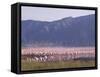 Flamingos, Lake Bogoria, Kenya, East Africa, Africa-Storm Stanley-Framed Stretched Canvas