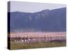 Flamingos, Lake Bogoria, Kenya, East Africa, Africa-Storm Stanley-Stretched Canvas