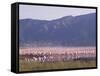 Flamingos, Lake Bogoria, Kenya, East Africa, Africa-Storm Stanley-Framed Stretched Canvas