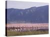 Flamingos, Lake Bogoria, Kenya, East Africa, Africa-Storm Stanley-Stretched Canvas