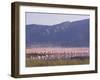 Flamingos, Lake Bogoria, Kenya, East Africa, Africa-Storm Stanley-Framed Photographic Print