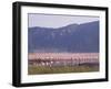 Flamingos, Lake Bogoria, Kenya, East Africa, Africa-Storm Stanley-Framed Photographic Print