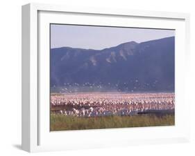 Flamingos, Lake Bogoria, Kenya, East Africa, Africa-Storm Stanley-Framed Photographic Print