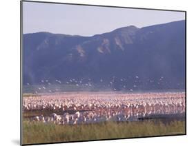 Flamingos, Lake Bogoria, Kenya, East Africa, Africa-Storm Stanley-Mounted Photographic Print