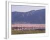 Flamingos, Lake Bogoria, Kenya, East Africa, Africa-Storm Stanley-Framed Photographic Print