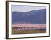 Flamingos, Lake Bogoria, Kenya, East Africa, Africa-Storm Stanley-Framed Photographic Print