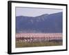 Flamingos, Lake Bogoria, Kenya, East Africa, Africa-Storm Stanley-Framed Photographic Print