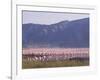 Flamingos, Lake Bogoria, Kenya, East Africa, Africa-Storm Stanley-Framed Photographic Print