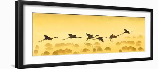 Flamingos Landing, Kenya-null-Framed Premium Photographic Print