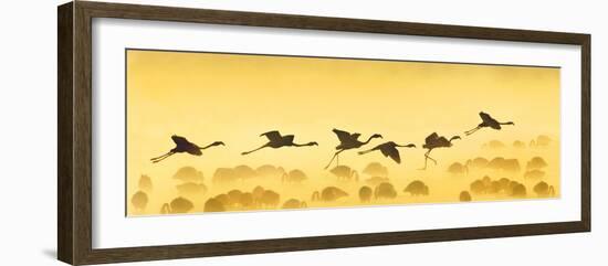 Flamingos Landing, Kenya-null-Framed Photographic Print