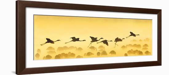 Flamingos Landing, Kenya-null-Framed Photographic Print