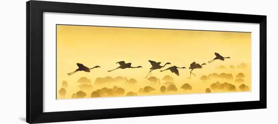 Flamingos Landing, Kenya-null-Framed Photographic Print