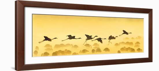 Flamingos Landing, Kenya-null-Framed Photographic Print