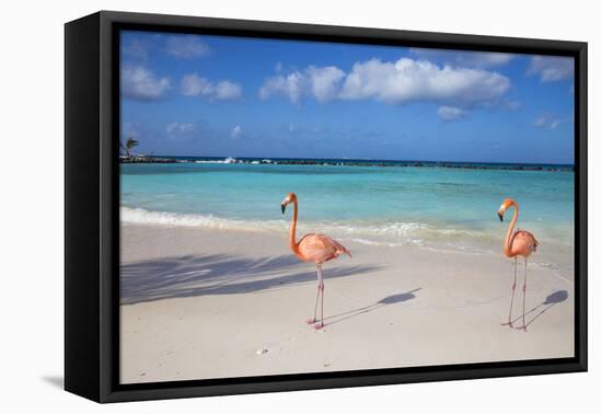 Flamingos on Flamingo Beach, Renaissance Island, Oranjestad, Aruba, Lesser Antilles-Jane Sweeney-Framed Stretched Canvas