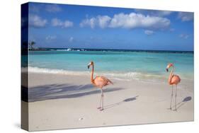 Flamingos on Flamingo Beach, Renaissance Island, Oranjestad, Aruba, Lesser Antilles-Jane Sweeney-Stretched Canvas