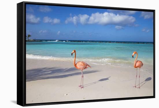 Flamingos on Flamingo Beach, Renaissance Island, Oranjestad, Aruba, Lesser Antilles-Jane Sweeney-Framed Stretched Canvas