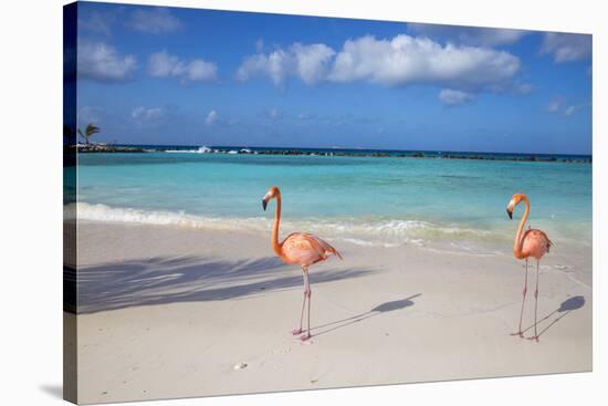 Flamingos on Flamingo Beach, Renaissance Island, Oranjestad, Aruba, Lesser Antilles-Jane Sweeney-Stretched Canvas