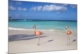 Flamingos on Flamingo Beach, Renaissance Island, Oranjestad, Aruba, Lesser Antilles-Jane Sweeney-Mounted Premium Photographic Print