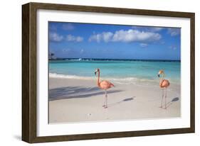 Flamingos on Flamingo Beach, Renaissance Island, Oranjestad, Aruba, Lesser Antilles-Jane Sweeney-Framed Photographic Print