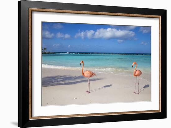 Flamingos on Flamingo Beach, Renaissance Island, Oranjestad, Aruba, Lesser Antilles-Jane Sweeney-Framed Photographic Print