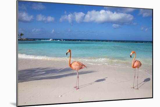 Flamingos on Flamingo Beach, Renaissance Island, Oranjestad, Aruba, Lesser Antilles-Jane Sweeney-Mounted Photographic Print