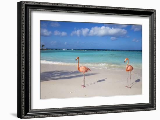 Flamingos on Flamingo Beach, Renaissance Island, Oranjestad, Aruba, Lesser Antilles-Jane Sweeney-Framed Photographic Print