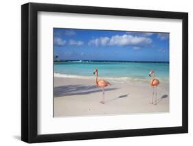 Flamingos on Flamingo Beach, Renaissance Island, Oranjestad, Aruba, Lesser Antilles-Jane Sweeney-Framed Premium Photographic Print