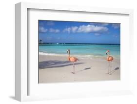 Flamingos on Flamingo Beach, Renaissance Island, Oranjestad, Aruba, Lesser Antilles-Jane Sweeney-Framed Premium Photographic Print