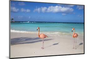 Flamingos on Flamingo Beach, Renaissance Island, Oranjestad, Aruba, Lesser Antilles-Jane Sweeney-Mounted Premium Photographic Print
