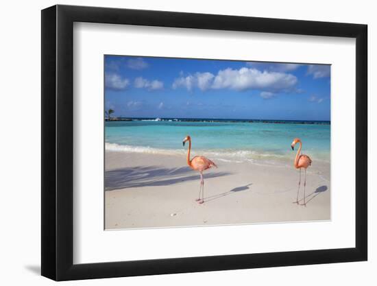 Flamingos on Flamingo Beach, Renaissance Island, Oranjestad, Aruba, Lesser Antilles-Jane Sweeney-Framed Photographic Print