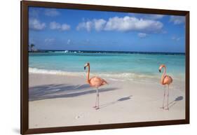 Flamingos on Flamingo Beach, Renaissance Island, Oranjestad, Aruba, Lesser Antilles-Jane Sweeney-Framed Photographic Print