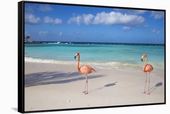 Flamingos on Flamingo Beach, Renaissance Island, Oranjestad, Aruba, Lesser Antilles-Jane Sweeney-Framed Stretched Canvas