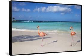 Flamingos on Flamingo Beach, Renaissance Island, Oranjestad, Aruba, Lesser Antilles-Jane Sweeney-Framed Stretched Canvas