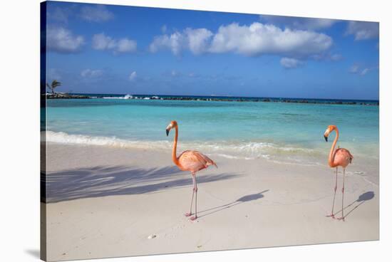 Flamingos on Flamingo Beach, Renaissance Island, Oranjestad, Aruba, Lesser Antilles-Jane Sweeney-Stretched Canvas